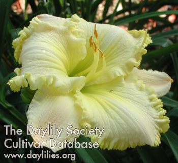 Daylily Dorothy Whatley